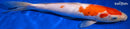12.5" KOHAKU