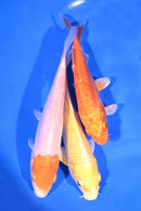 PACK OF (3) 6-7" STANDARD KOI