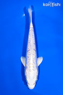 6" DOITSU HARIWAKE