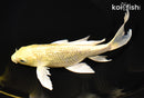 8" GINRIN YAMABUKI OGON BUTTERFLY