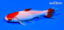 5" KUCHIBENI WAKIN GOLDFISH