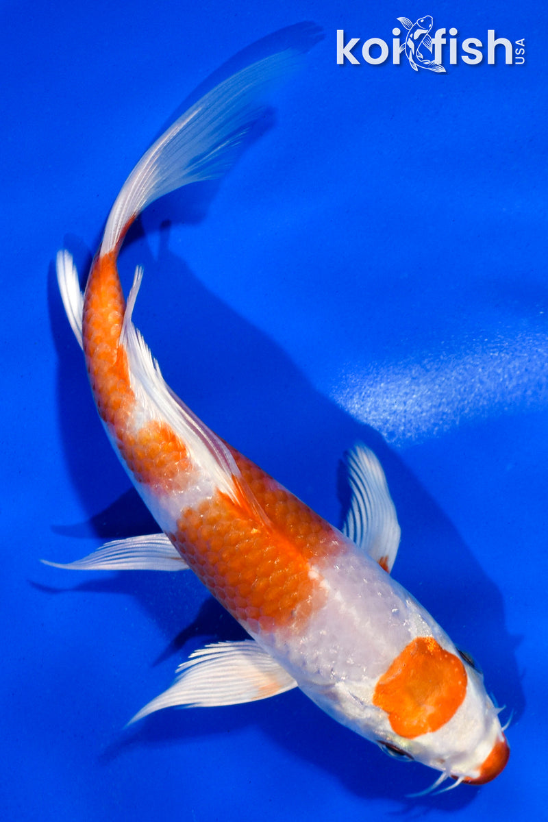 5.5" MARUTEN HARIWAKE BUTTERFLY