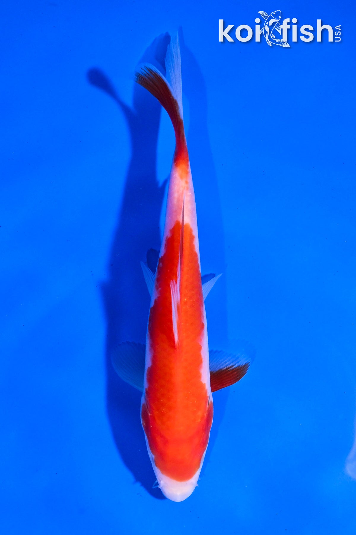 ♡Kohaku 5.5