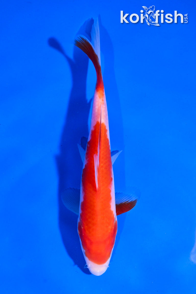 5.5
