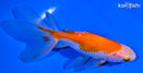 5.75" WATONAI GOLDFISH