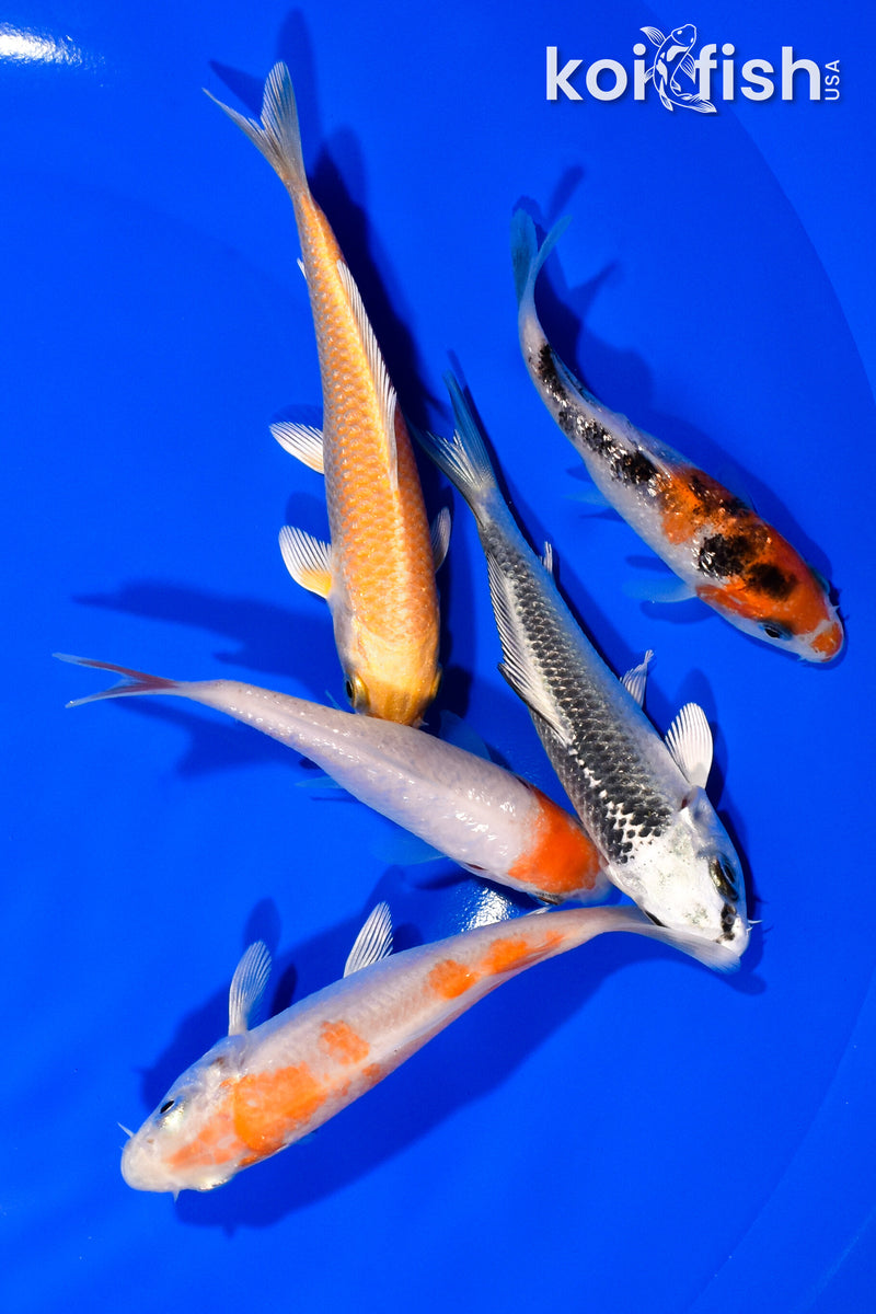 PACK OF (5) 3.25"- 4" STANDARD KOI