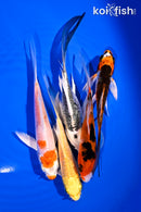 PACK OF (5) 4-5.5" BUTTERFLY KOI