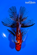 6.25" CALICO WATONAI GOLDFISH