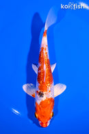 6" GINRIN YAMATO NISHIKI