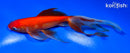 7" WATONAI GOLDFISH