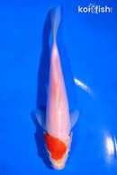 5.5" KOHAKU