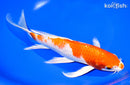 9.75" HARIWAKE BUTTERFLY
