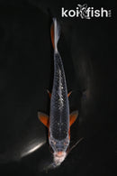 5" ASAGI