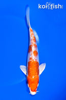 7.75" GINRIN HARIWAKE