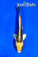 4" KIN KIKOKURYU