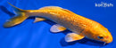 5.5" GINRIN ORENJI OGON