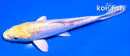 4.5" DOITSU LEMON HARIWAKE