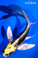 5.5" KIN KIKOKURYU BUTTERFLY