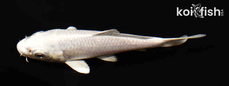 4.5" PLATINUM OGON