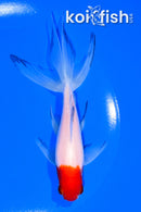 5.75" SARASA WATONAI GOLDFISH