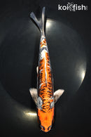 9" GINRIN BENI KIKOKURYU