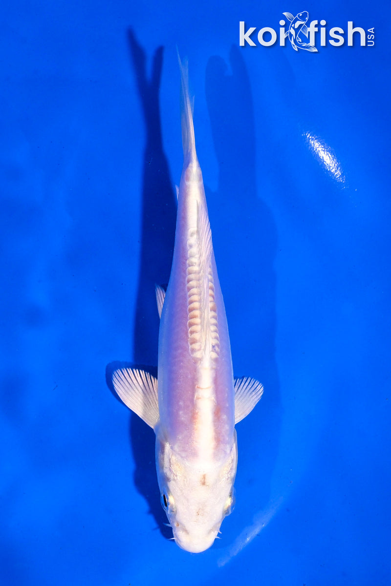 5" DOITSU PLATINUM OGON