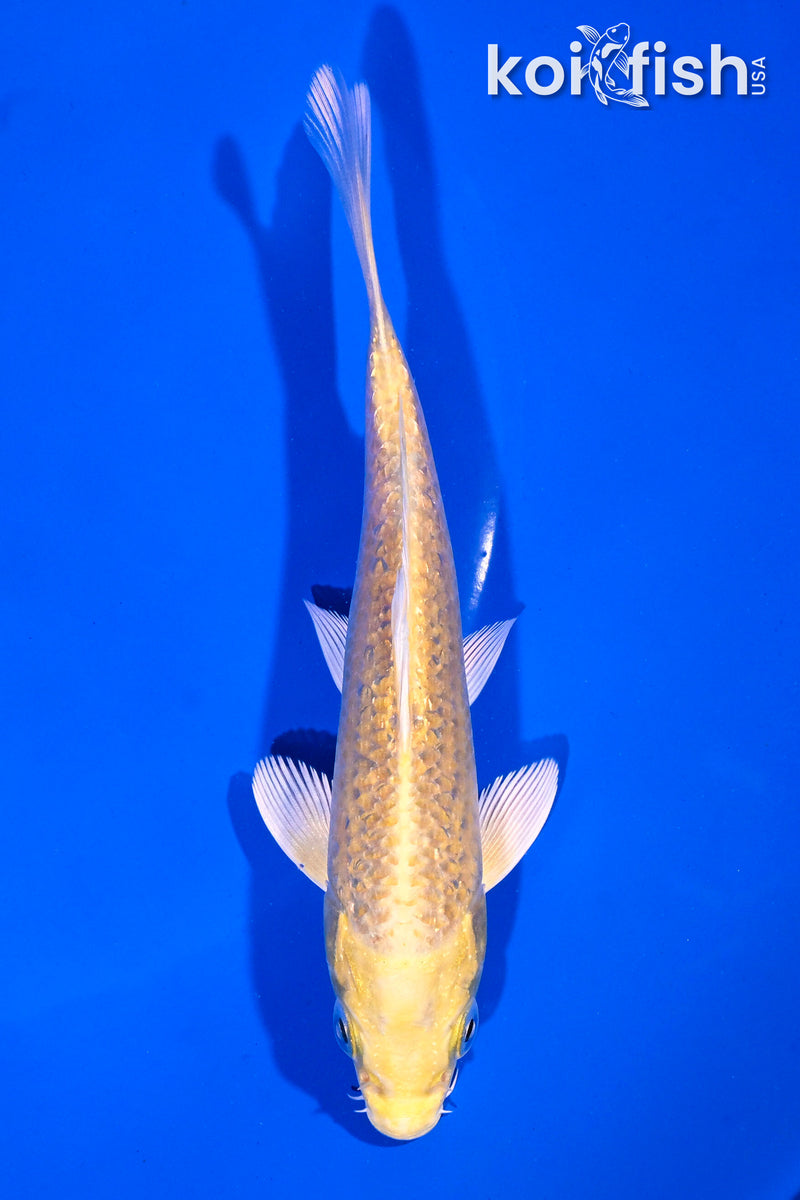 5.25" GINRIN YAMABUKI OGON
