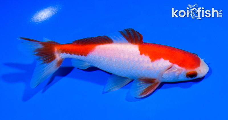 5" SARASA WAKIN GOLDFISH