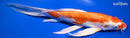 10" KIKUSUI BUTTERFLY