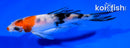 4" SANKE BUTTERFLY