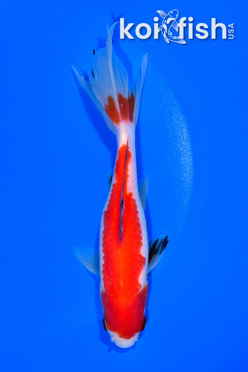 6" WAKIN GOLDFISH