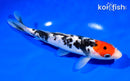 8" DOITSU TANCHO SANKE
