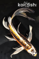 8.5" KIN KIKOKURYU BUTTERFLY