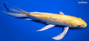 9.25" GINRIN YAMABUKI OGON BUTTERFLY