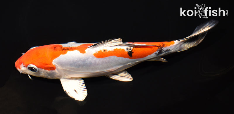 8" HEISEI NISHIKI