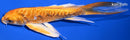 6.5" DOITSU ORENJI OGON BUTTERFLY