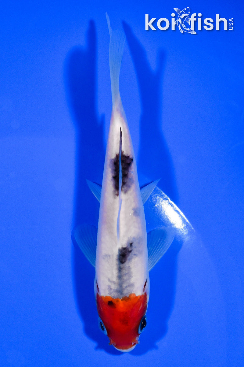 5" TANCHO SANKE