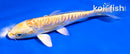 5" ARAGOKE YAMABUKI OGON