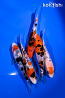 PACK OF (5) 4-5" STANDARD KOI
