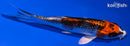 4.75" KUJAKU