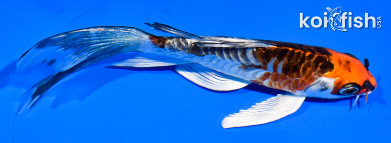 5" ARAGOKE BENI KIKOKURYU BUTTERFLY