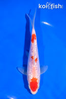6" GINRIN KOHAKU