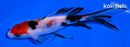 5.25" SANKE BUTTERFLY