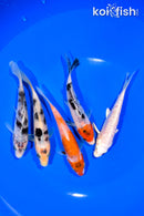 PACK OF (5) 4.25-4.75" STANDARD KOI