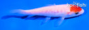 4.5" DOITSU TANCHO KOHAKU
