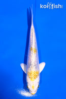 4" GINRIN LEMON HARIWAKE