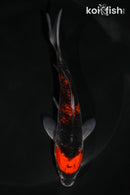5" GOSHIKI