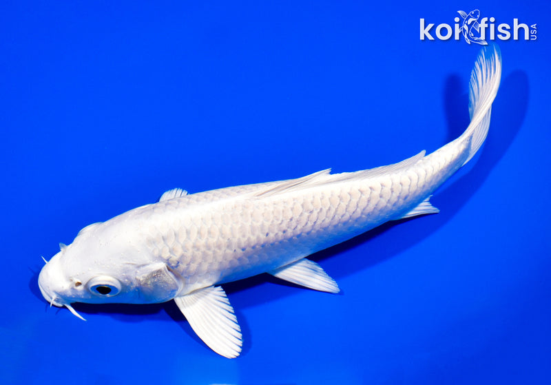 8.5" PLATINUM OGON