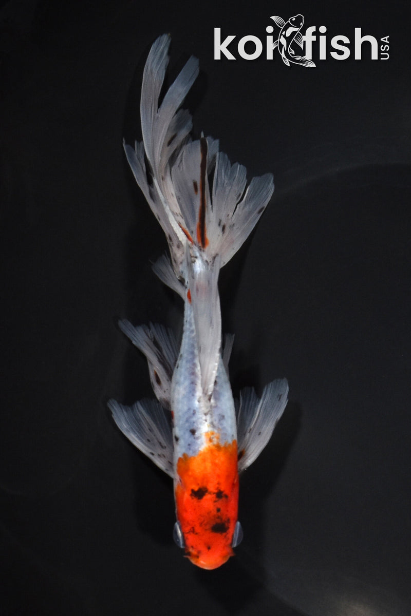 6.25" CALICO WAKIN GOLDFISH