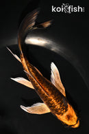 6" DOITSU ORENJI MATSUBA BUTTERFLY